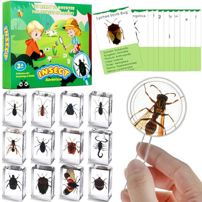 Briwooody 12 Pcs Insect in Resin Specimen, Bugs Collection, Beetle - style: Beetle