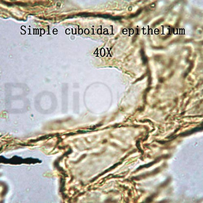 BoliOptics 25 Prepared Microscope Slides Human Biology Specimen Set Human Anatomy Organ Tissue Cells for Students Hobbyists Beginners Kids Homeschool Medical School, SL39901005