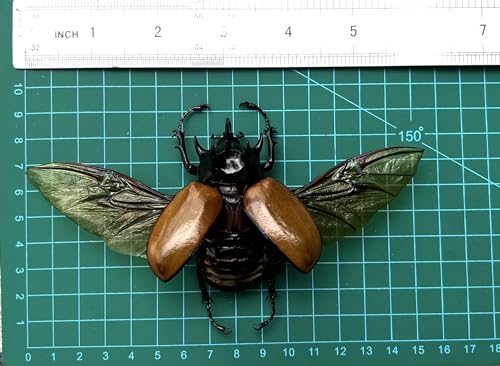 Real Large Five Horned Beetle Specimen Eupatorus Unmounted Taxidermy BO-68 - color: 1 Beetle #68