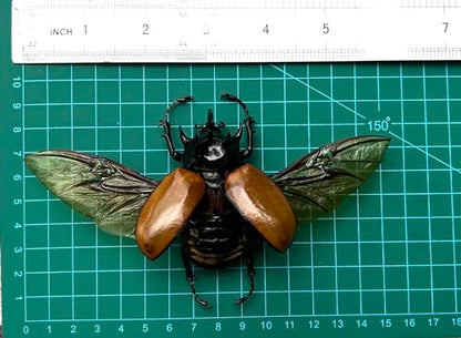 Real Large Five Horned Beetle Specimen Eupatorus Unmounted Taxidermy BO-68 - color: 1 Beetle #68