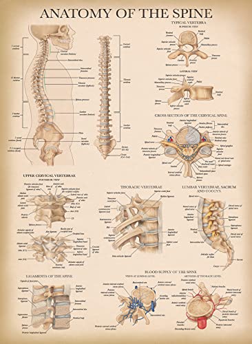 Palace Learning 4 Pack - Vintage Anatomy Poster Set - Laminated - Muscular, Skeletal, Ligaments of the Joints, Anatomy of the Spine - Anatomical Chart Set - 18” x 24”