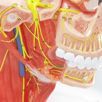 Human Cranial and Autonomic Nerves Anatomical Model, Life Size