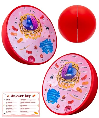 Cross Sectional Foam Animal Cell Model | Biology, Anatomy & Science Project