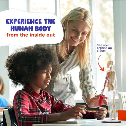 Human Anatomy Squishy Body Model - STEM Science Kits for Boys & Girls