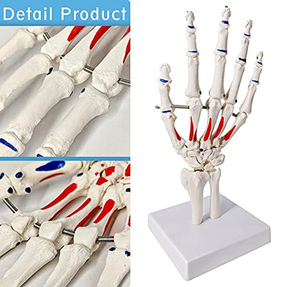 EVOTECH SCIENTIFIC Hand Skeleton Model W/Muscles Insertions&Origins Painted