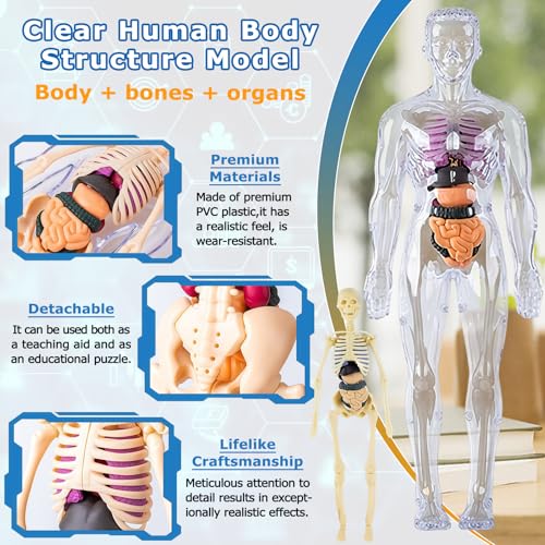 3D Human Body Model with Removable Bones,Organs,Transparent Anatomy Figure with Luminous Design,DIY Human Organ Model for Study,Teaching Demonstration,Science Early Learning
