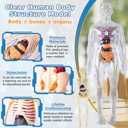 3D Human Body Model with Removable Bones,Organs,Transparent Anatomy Figure with Luminous Design,DIY Human Organ Model for Study,Teaching Demonstration,Science Early Learning