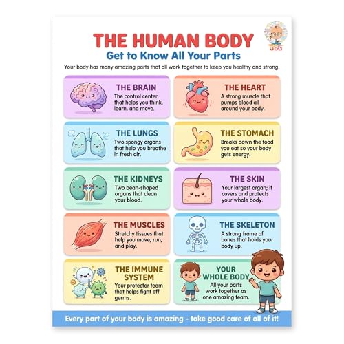 JELLY BEAN GENIUS Human Body Poster – Laminated Dry-Erase Anatomy Chart for Classroom & Homeschool | Science Educational Wall Poster 8.5x11 - color: Human Body