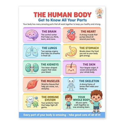 JELLY BEAN GENIUS Human Body Poster – Laminated Dry-Erase Anatomy Chart for Classroom & Homeschool | Science Educational Wall Poster 8.5x11 - color: Human Body