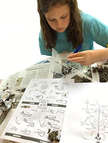 Young Scientist Series - Set 10: Seeds Fruits and Other Plant Parts (Kit 28) - Eggs (Kit 29) - Owls (Kit 30) - style: Set 10