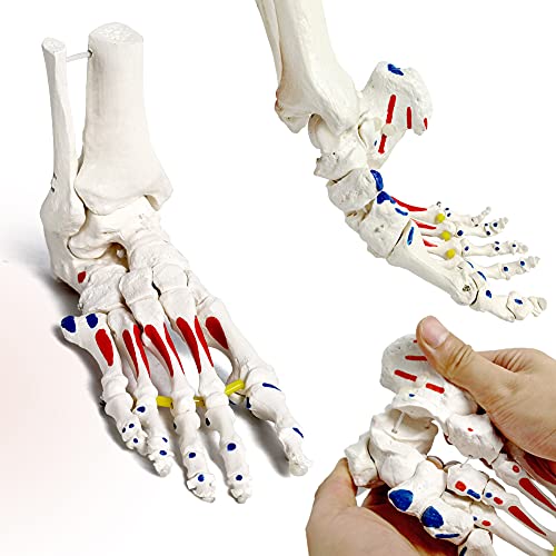 Foot Skeleton Model On Elastic, W/Tibia-Fibula Stump Strung Elastic Bungee