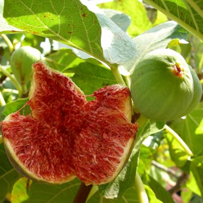 Chicago Hardy Fig Plant (4 Pack) | Live Fruit Plant for Planting | Cold-Hardy & High-Yielding Tree | Grow Your Own Sweet & Juicy Figs at Home | Perfect for Fresh Eating, Drying & Organic Gardening - style: Chicago Hardy