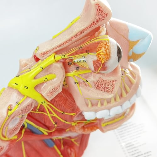 Human Cranial and Autonomic Nerves Anatomical Model, Life Size