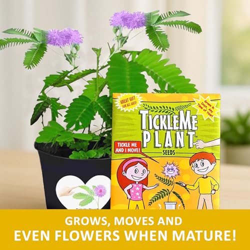TickleMe Plant Get Well Soon Kit (1 Pack) – Grow A Tickle Me Plant that Reacts to Touch – Leaves Fold Up When You Tickle Them – Full Grow Kit of Sensitive Plants Seeds for Kids to Grow Indoors - style: Get Well Gift
