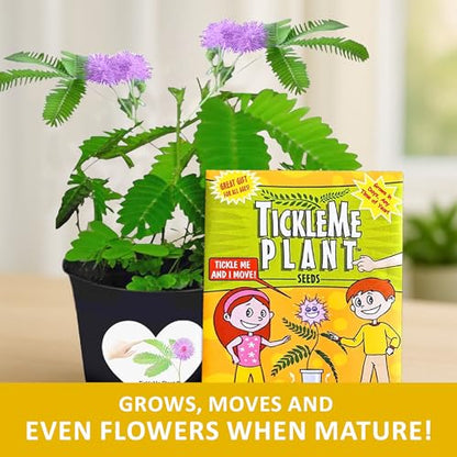 TickleMe Plant Get Well Soon Kit (1 Pack) – Grow A Tickle Me Plant that Reacts to Touch – Leaves Fold Up When You Tickle Them – Full Grow Kit of Sensitive Plants Seeds for Kids to Grow Indoors - style: Get Well Gift