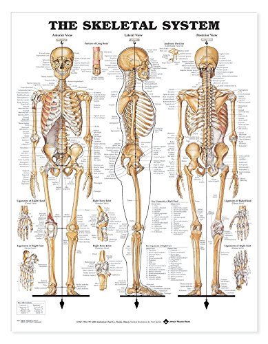 The Skeletal System Giant Chart