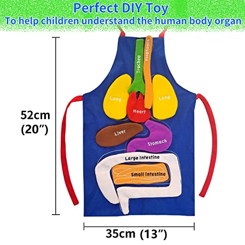 Boczif 3D Organ Apron Awareness Educational Toy, Human Body Model for Kids