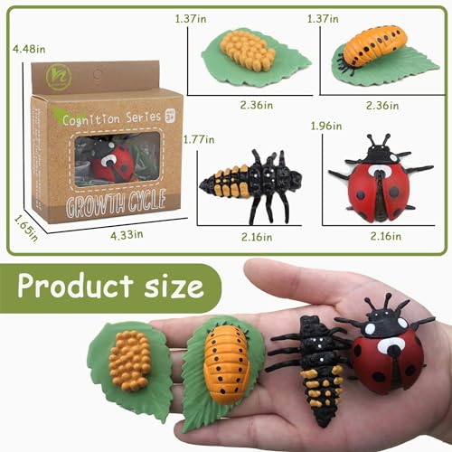 Mbrain Life Cycle Learning & Education Toys,Montessori Toys Figurines for Frog, Butterfly, Ladybug,Plants Kit,Gift for Girl & Boy for 3 4 5 Year Old - color: Butterfly Frog Ladybug Plant