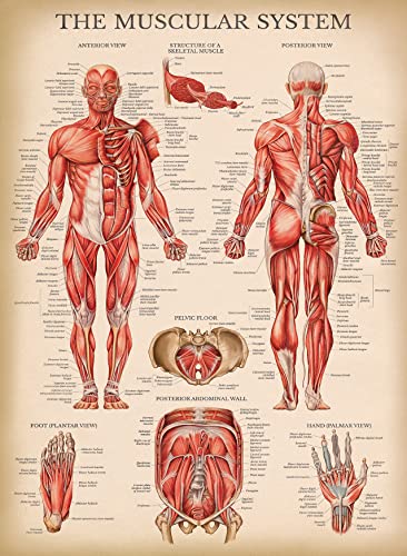 Palace Learning 4 Pack - Vintage Anatomy Poster Set - Laminated - Muscular, Skeletal, Ligaments of the Joints, Anatomy of the Spine - Anatomical Chart Set - 18” x 24”