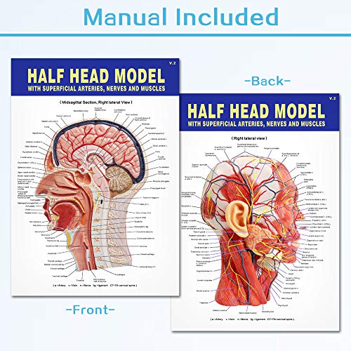 Human Half Head Superficial Neurovascular Model with Musculature, Life Size - style: Classic Model