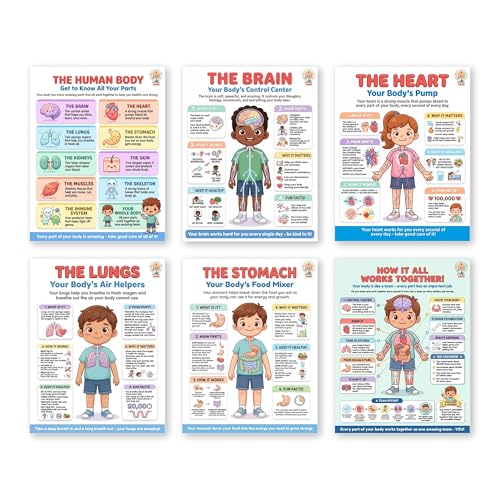 JELLY BEAN GENIUS Human Body Posters Set of 6 – Laminated Dry-Erase Anatomy Charts for Classroom & Homeschool | Brain Heart Lungs Stomach Science Wall Posters 8.5x11 - color: Human Body Set of 6