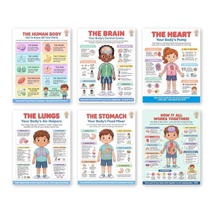 JELLY BEAN GENIUS Human Body Posters Set of 6 – Laminated Dry-Erase Anatomy Charts for Classroom & Homeschool | Brain Heart Lungs Stomach Science Wall Posters 8.5x11 - color: Human Body Set of 6