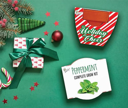 BUZZY Seeds Candy Cane Peppermint Grow Kit 6-Pack, Terracotta Pots - color: 6pk Candy Cane Peppermint