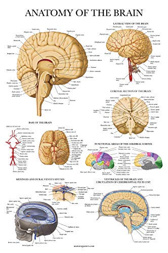 Palace Learning Brain Anatomy Poster - Laminated - Anatomical Chart of the Human Brain (Laminated , 18" x 24") - color: Laminated