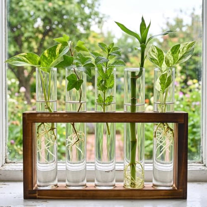 Tigvio Desktop Glass Plant Propagation Station (5 Tubes) - size: 5 Tubes
