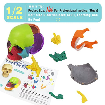 Human Skull Anatomy Model, 15 Parts, 1:2 Life Size, for Adult