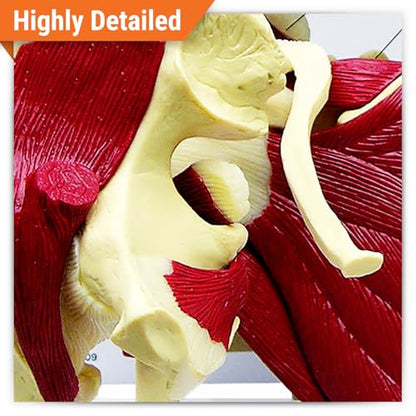 GPI Anatomicals Mini-Muscled Joint Model Set, Shoulder, Knee, & Elbow Joint - style: Mini-Muscled Joint Set