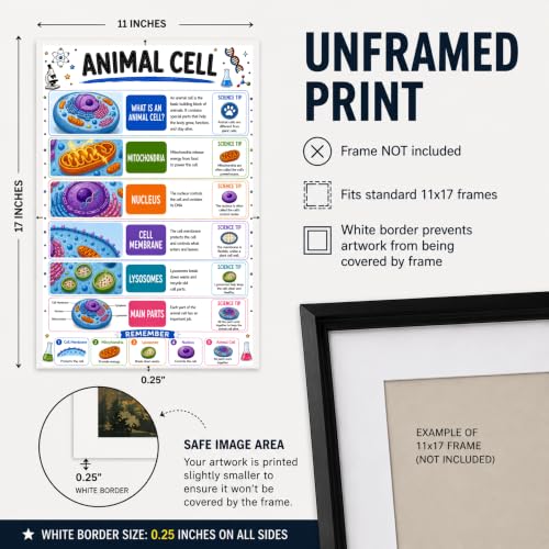 banner4you Animal Cell Classroom Poster, Biology Classroom Decor, Animal Cell Diagram Wall Art for Elementary & Middle School Science, STEM Teacher Decoration, Laminated, 11x17 Inch