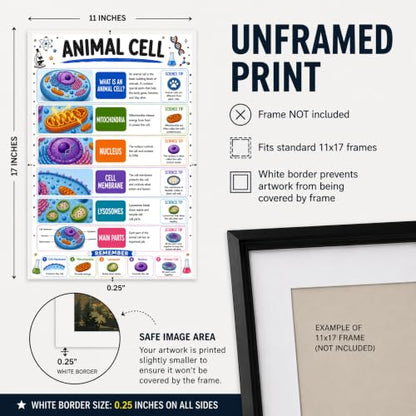banner4you Animal Cell Classroom Poster, Biology Classroom Decor, Animal Cell Diagram Wall Art for Elementary & Middle School Science, STEM Teacher Decoration, Laminated, 11x17 Inch