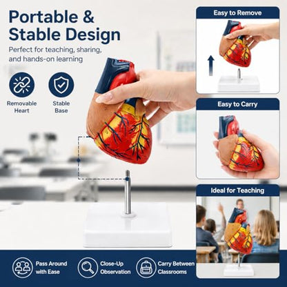 Life Size Human Heart Model, 2-Part Magnetic Anatomical Model, 30 Labels