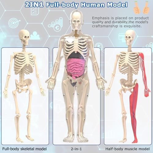 Glow in Dark Human Body Model, 3D Realistic Human Anatomy Model,Removable Human Organ Model for Study Teaching Demonstration