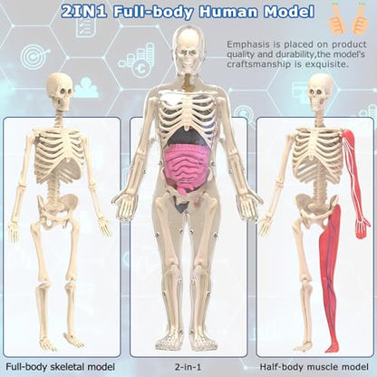 Glow in Dark Human Body Model, 3D Realistic Human Anatomy Model,Removable Human Organ Model for Study Teaching Demonstration