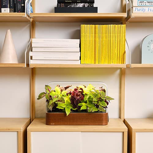 edn Indoor Smart Garden with Basil SeedPods for iOS Devices