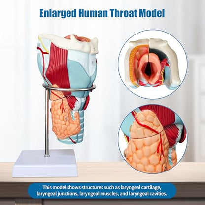 2X Enlarged Human Throat Model,5 Parts Human Larynx 3D Anatomy Model Laryngeal Muscles Cavity Bone with Labeled Numbered Product Manual Card and Removable PVC Base for Medical Education Study - size: 2X Enlarged