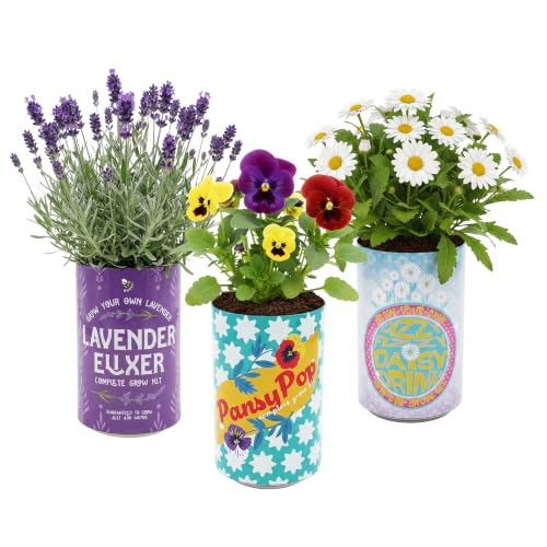 BUZZY Seeds Flower Grow Kit 6-Pack – Pansy, Lavender & Daisy Soda Cans with Seeds, Growing Medium & Liners – Fun DIY Indoor Gardening Party Favors & Gift Set