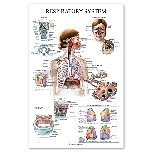 Palace Learning Laminated Respiratory System Anatomical Chart - Lung Anatomy Poster - 18" x 24" - size: 18" x 24"