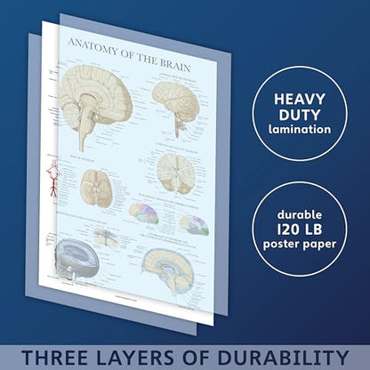 Palace Learning Brain Anatomy Poster - Laminated - Anatomical Chart of the Human Brain (Laminated , 18" x 24") - color: Laminated