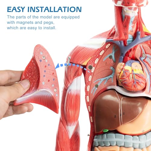 Half Life Size Human Muscular System Model with Removable Organ