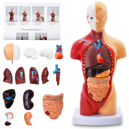 ZENFUN 11 inch Human Body Model for Anatomy, 15 Pcs Removable Human Torso Anatomical Model with Heart Head Skull Brain Skeleton, Digestive System Model for Teaching, and Medical Education Display