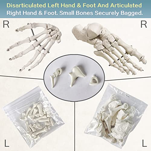Human Anatomy Skeleton Model, 67 Inches / 170Cm, 1:1 Life Size