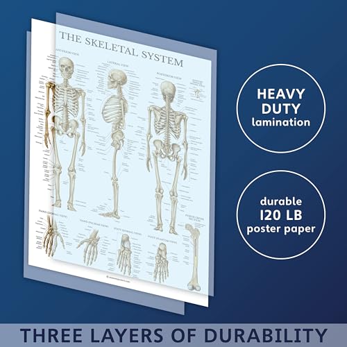 Palace Learning 3 Pack - Muscle + Skeleton + Nervous System Anatomy Poster Set - Muscular and Skeletal System Anatomical Charts - Laminated 18" x 24" - color: Laminated
