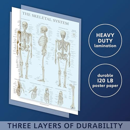 Palace Learning 3 Pack - Muscle + Skeleton + Nervous System Anatomy Poster Set - Muscular and Skeletal System Anatomical Charts - Laminated 18" x 24" - color: Laminated