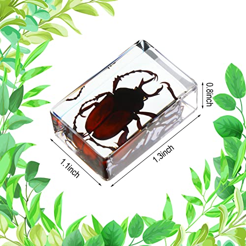 12 Pcs Insect Specimens for Kids Resin Bug Collection Kit, Ladybug - style: Ladybug