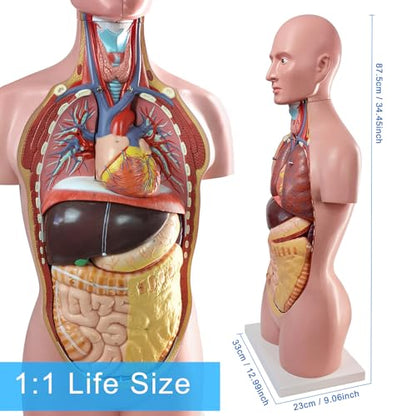 Human Body Anatomy Model with Removable Organs Life-Size 34.5"