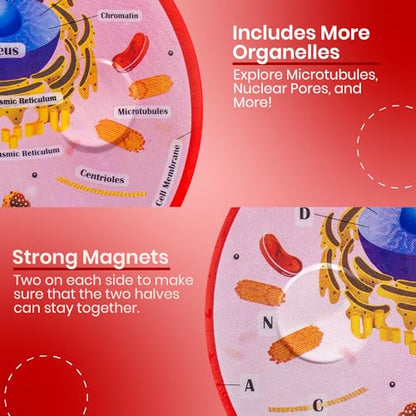 Educational Science Model Bundle | Human Brain & Animal Cell Cross-Section