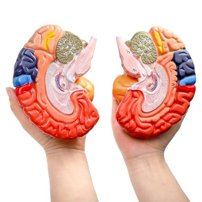 ZENFUN Life-Size Human Brain Anatomical Model, Color-Coded Partitioned Brain, 2 Parts, Anatomically Accurate Brain Model for Educational Settings Display Teaching Medical Model